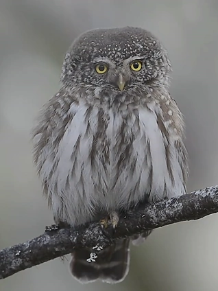 未满十八勿进的爽爽影院