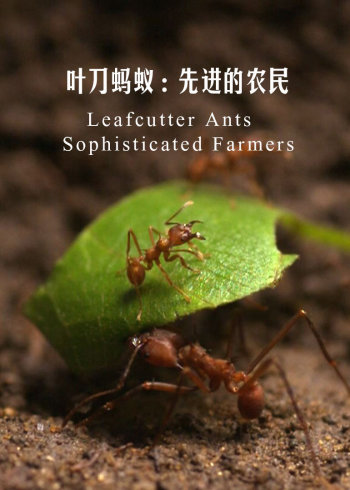 叶刀蚂蚁:先进的农民